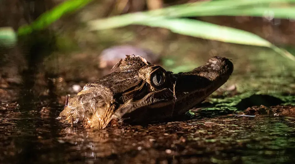 Caiman in the Water at Night Time
