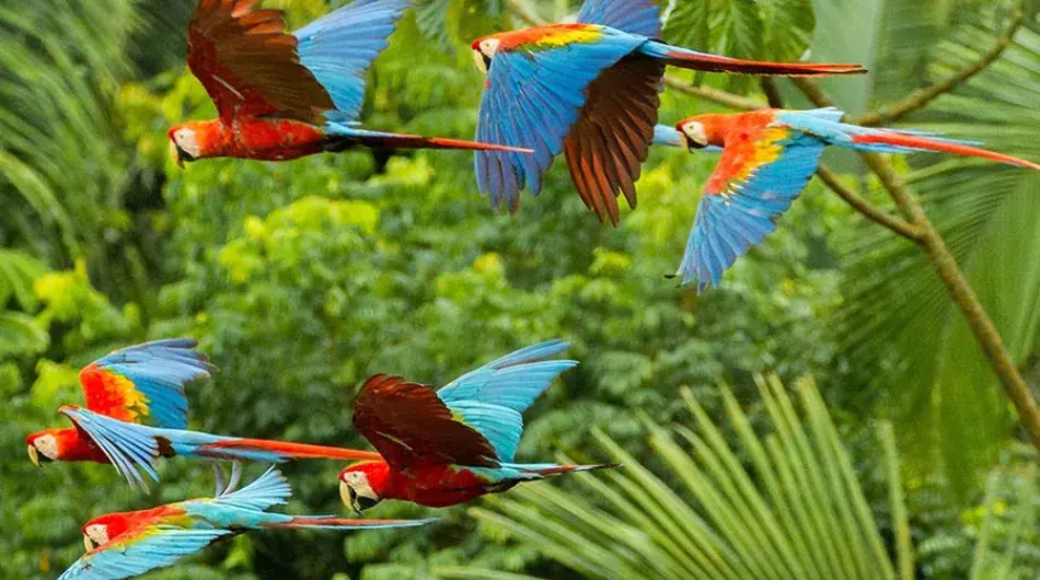 Macaws fly through the Amazon Forest