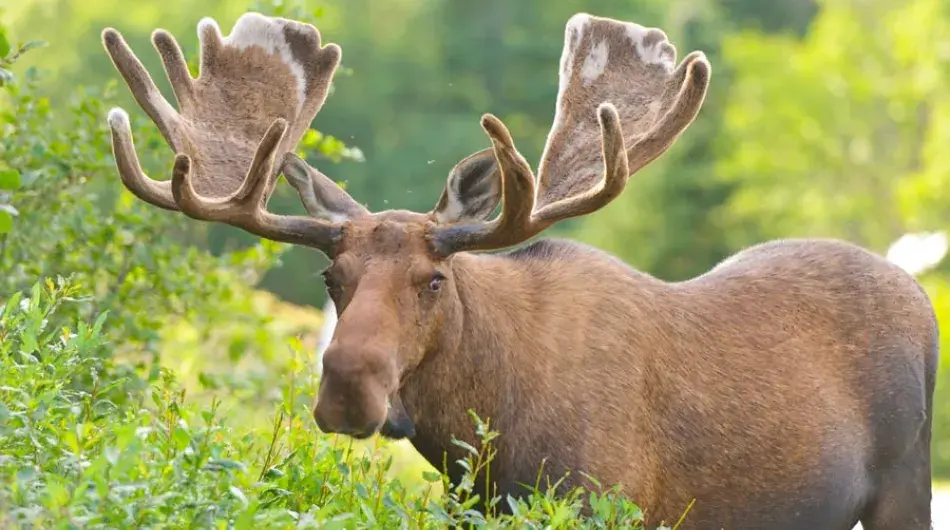 Moose in Newfoundland