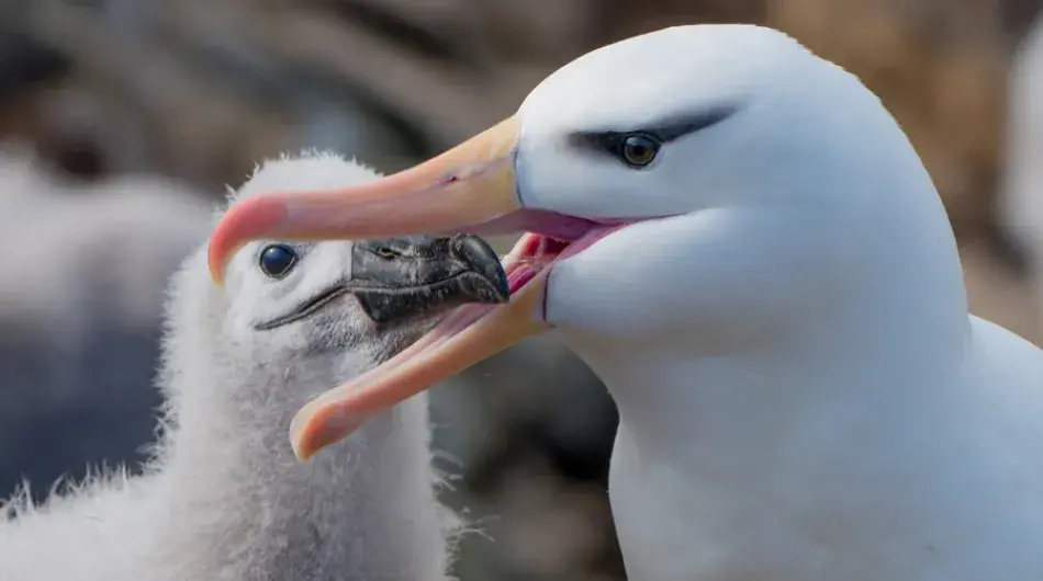 Black-browed Albatross feeding chick