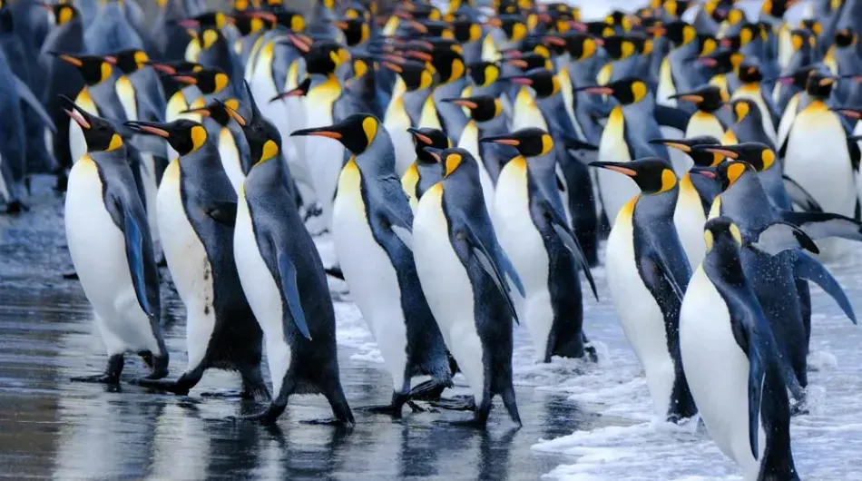 King Penguins at St Andrews Bay