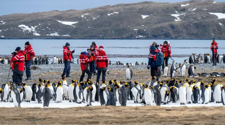 Guests among King Penguins at Salisbury Plain, Falkland Islands
