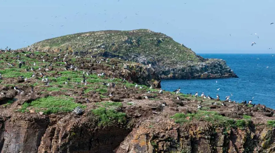 Puffin and Gull colony in Elliston