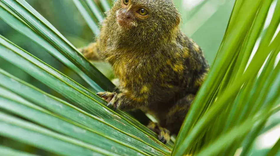 Pygmy Marmoset in the Amazon Forest