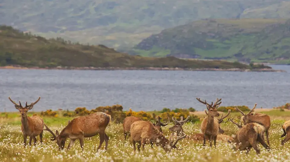 Red deer in Scotland