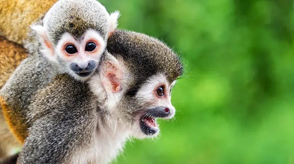 Baby Squirrel Monkey on Mothers Back