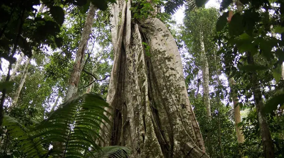 Large Amazon Tree
