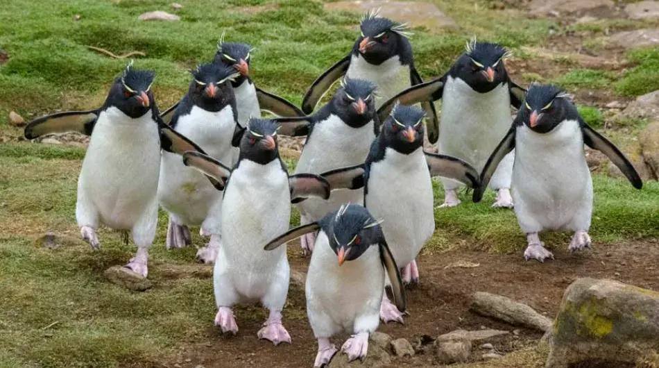 Southern Rockhopper Penguins at Saunders Island