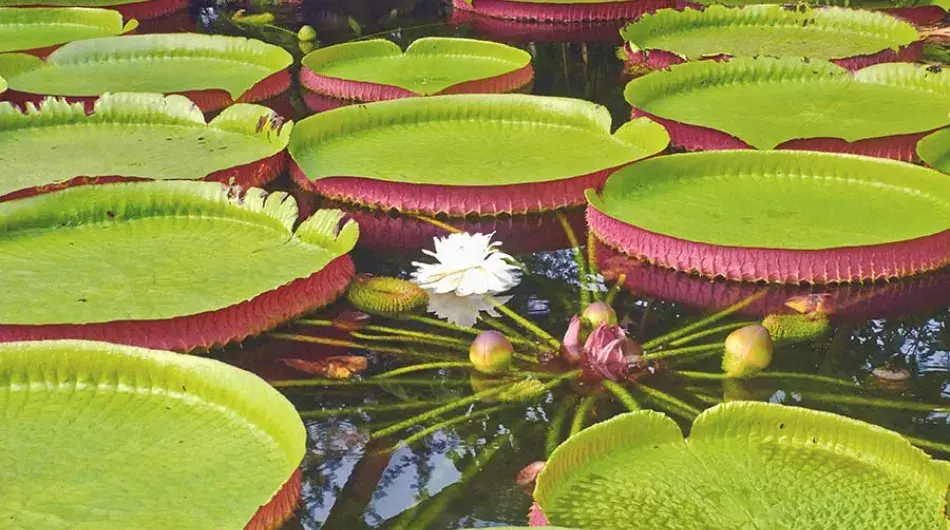 Water Lillies Floating on the Amazon River