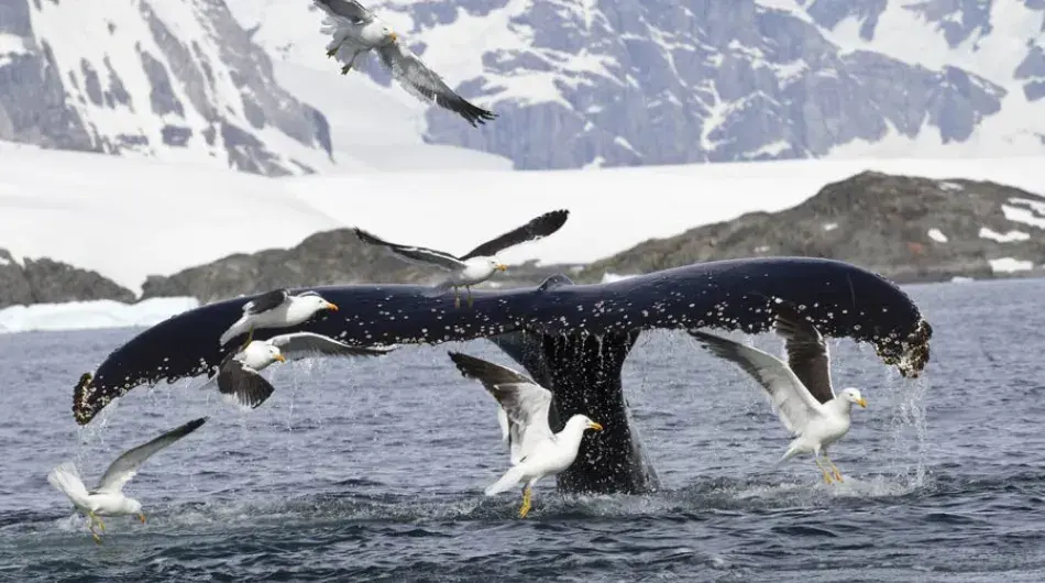 Antarctica Whale tale