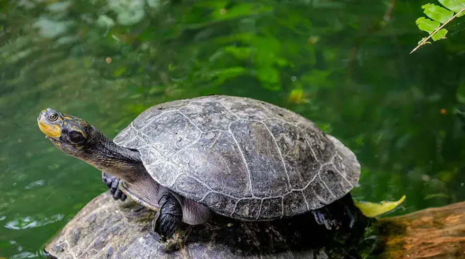 Yellow Spotted Amazon River Turtle on a Rock