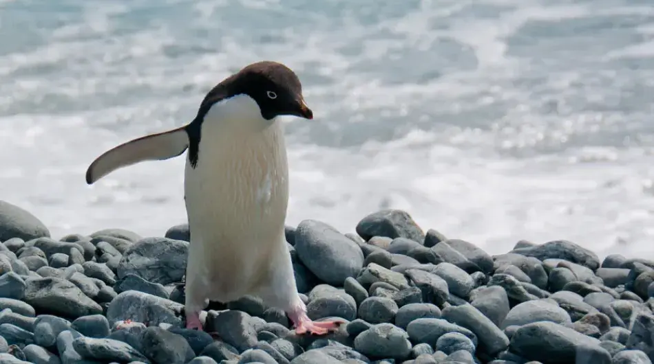 Penguin walking on rocks in Antarctica
