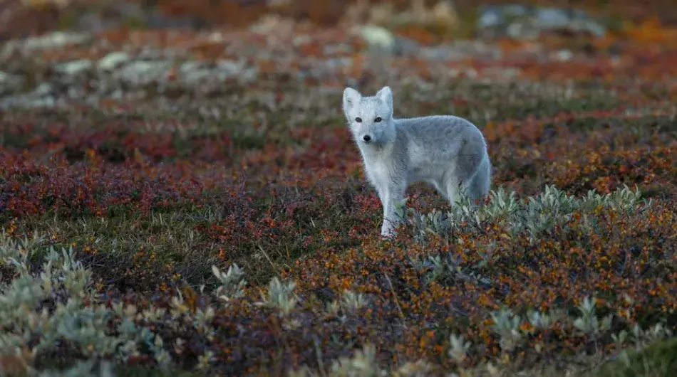 Arctic Fox