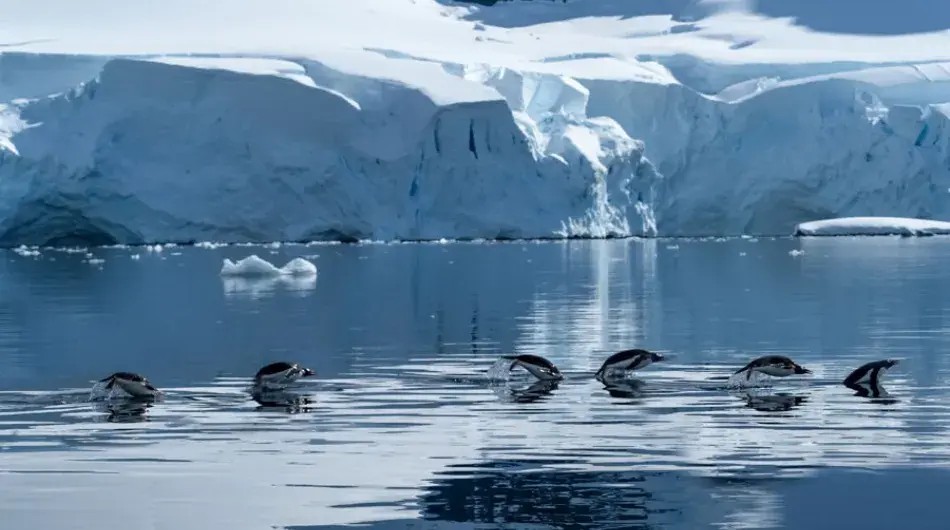 Porpoising Gentoo penguins