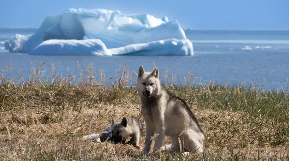 Greenlandic dogs