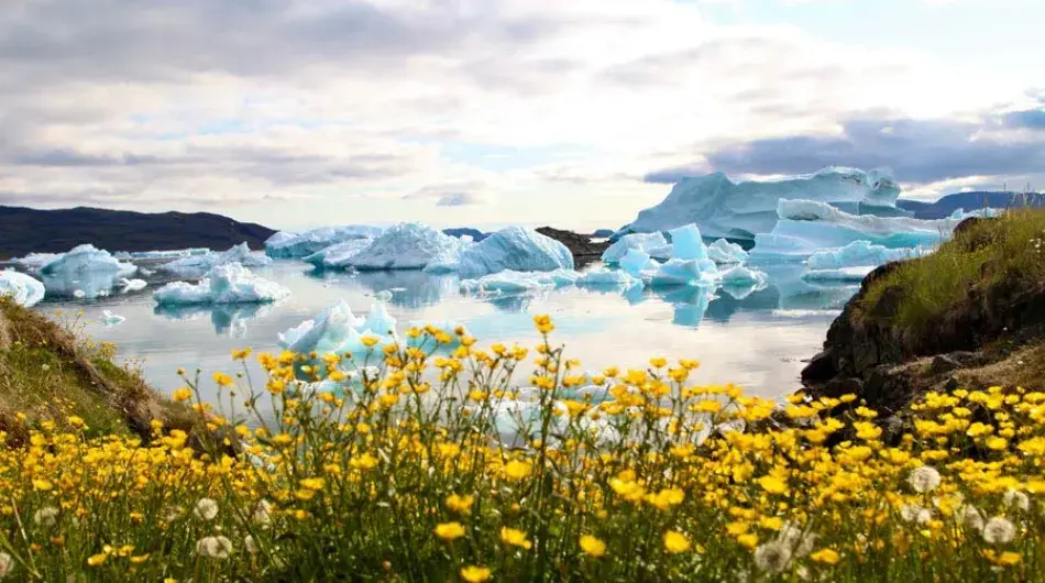 Wildflowers in bloom in Narsaq, Greenland with icebergs in background