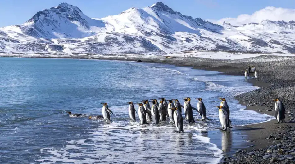 King-Penguins-on-pebbled-beach_snowy-mountains_SG-GALLERY
