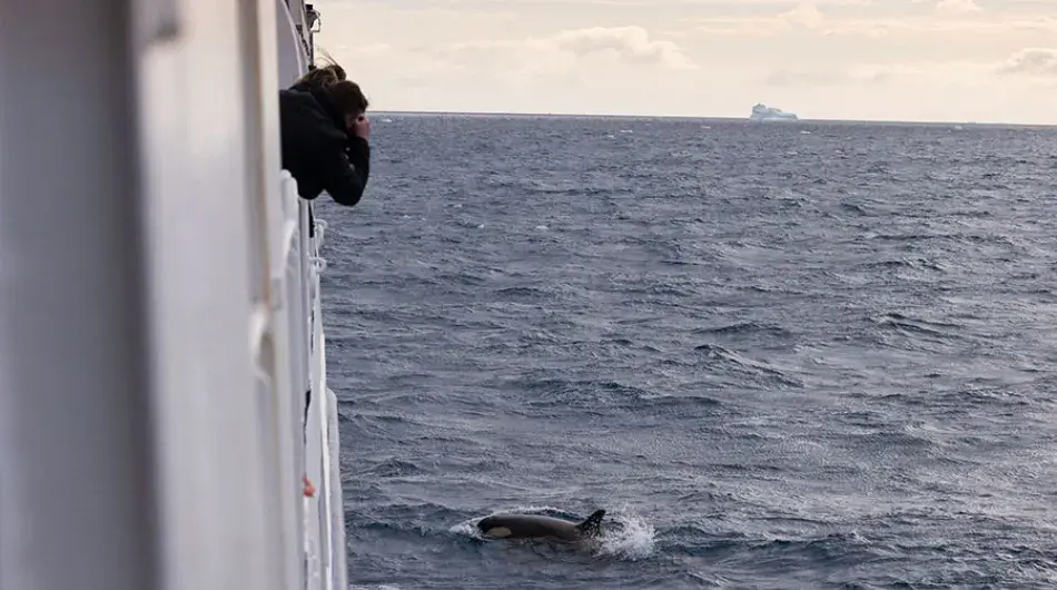 Orcas spotted from onboard Ocean Nova