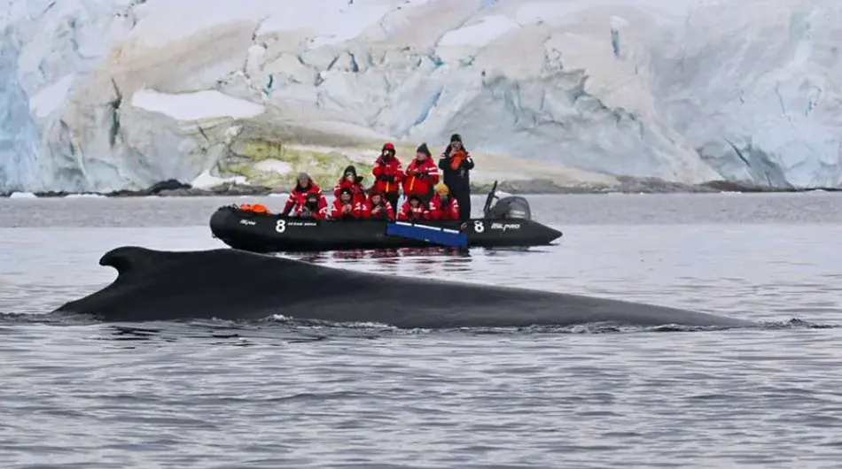 Whale spotting from zodiac