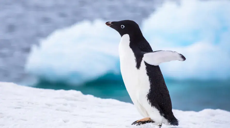 Adelie penguin on ice