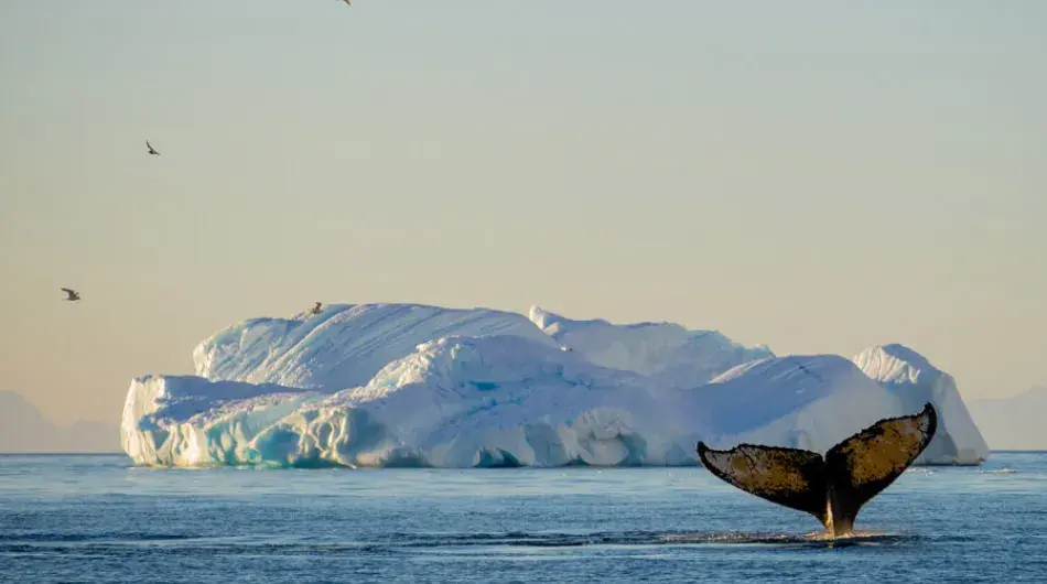 Whale tale with iceberg