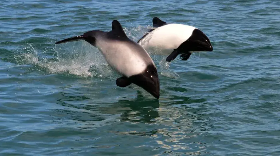 Argentina_Commersons-Dolphins-gallery