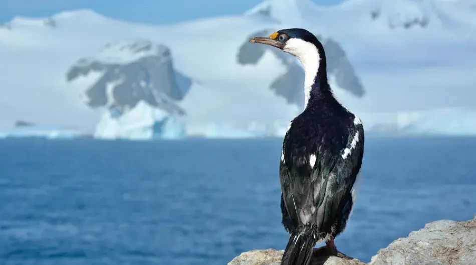 Blue eyed shag south orkney