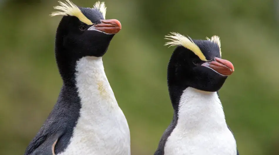 Crested Penguins