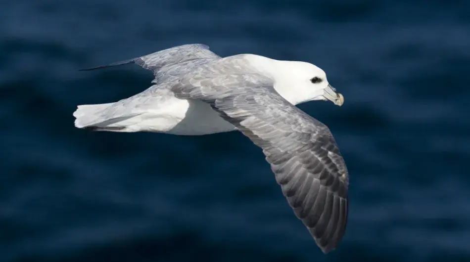 Denmark Strait Fulmar
