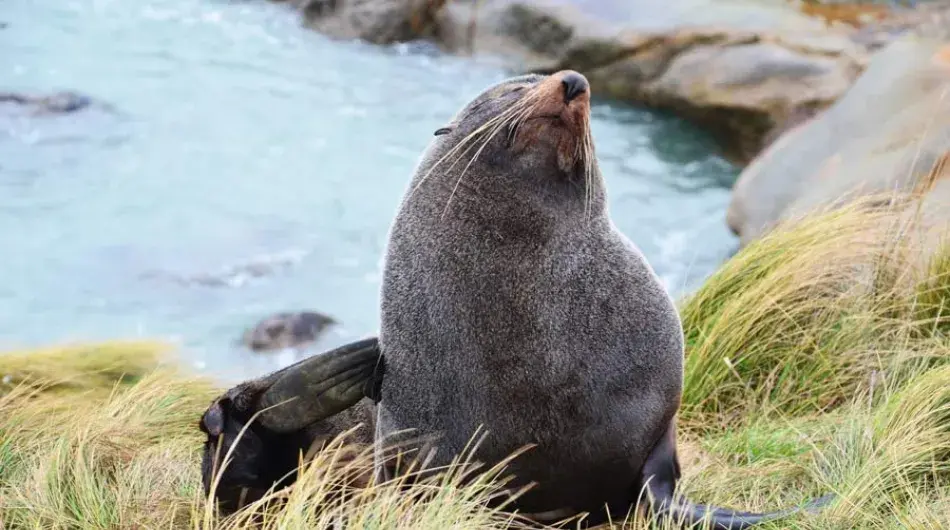 Fur Seal in the Sub Antarctics