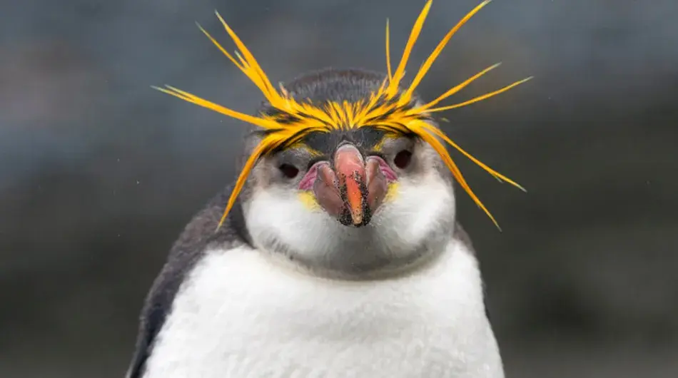 Macquarie penguin closeup