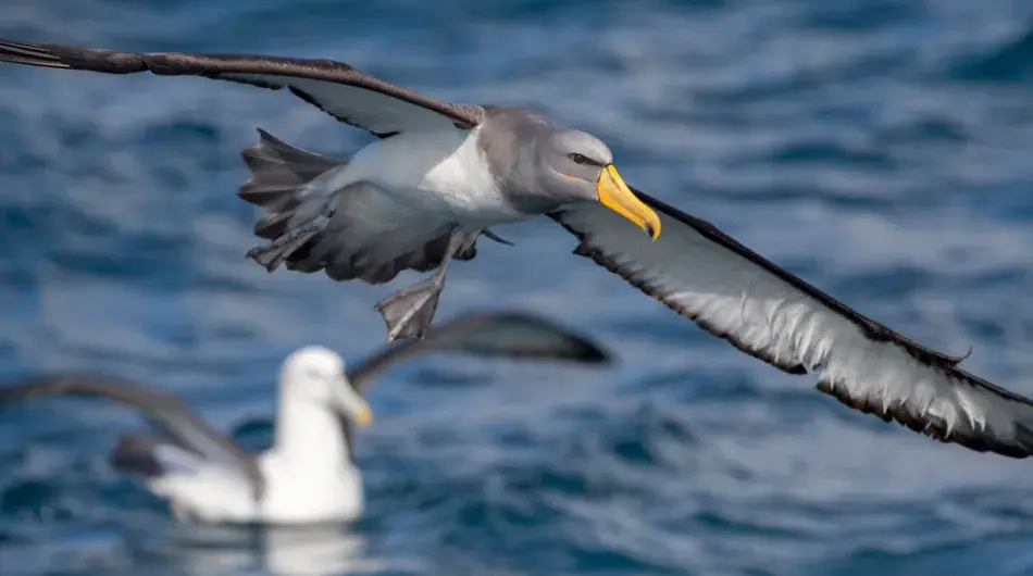 Sub Antractic Albatross