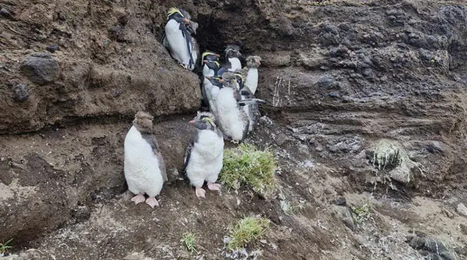 Northern Rockhopper Penguins in Tristan Da Cunha