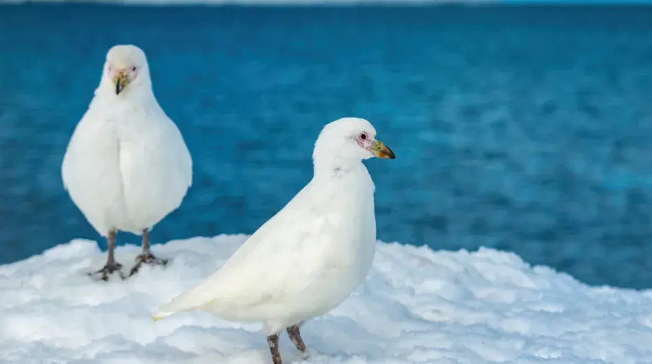 Snowy-sheathbill-gallery