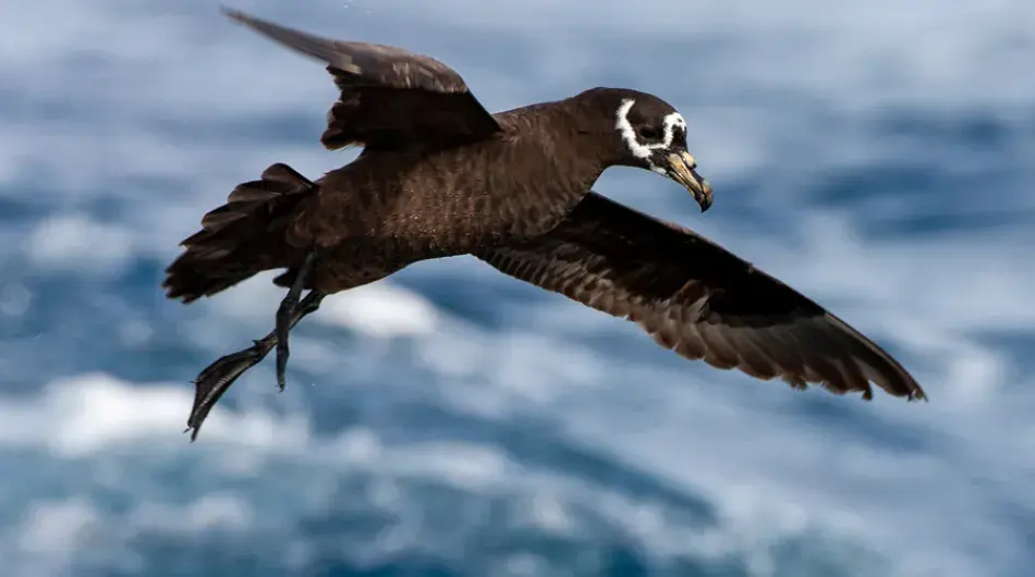 Spectacled Petrel off Tristan da Cunha
