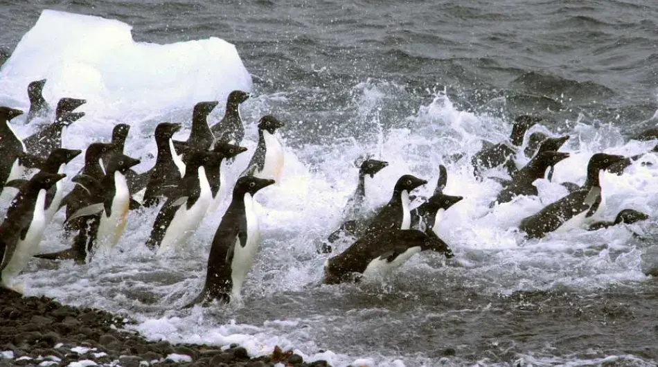 Adelie-Penguin-group-at-shoreline-at-Brown-Bluff-GALLERY