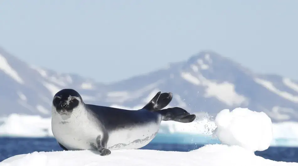 Arctic hooded seal on ice