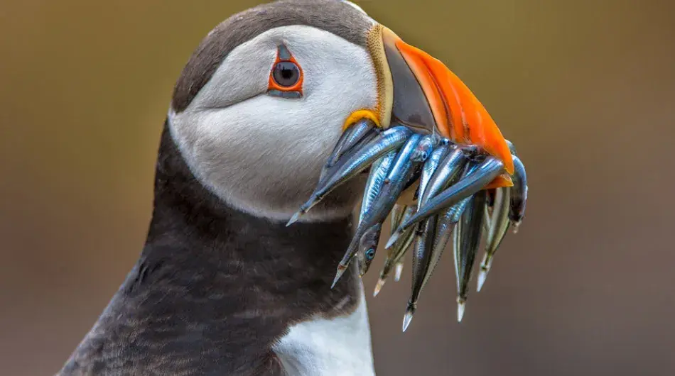 Atlantic-Puffin_IC_G_SV_CA