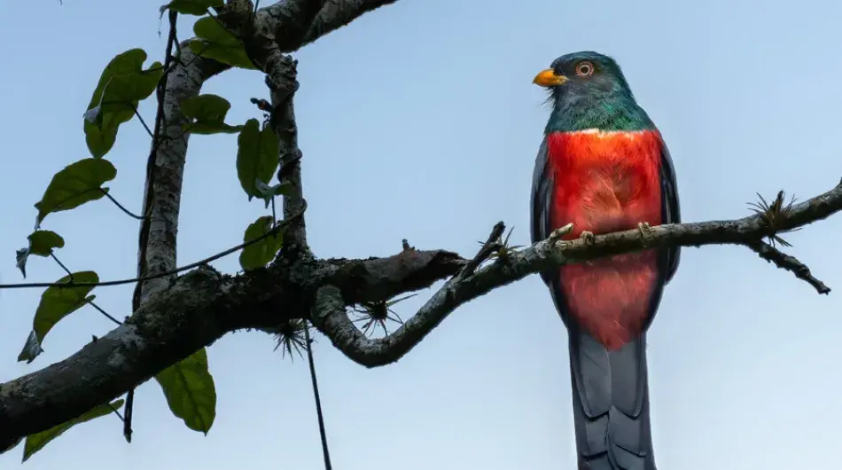 Black-tailed Trogon in coastal rainforest of Puerto Lopez, Ecuador