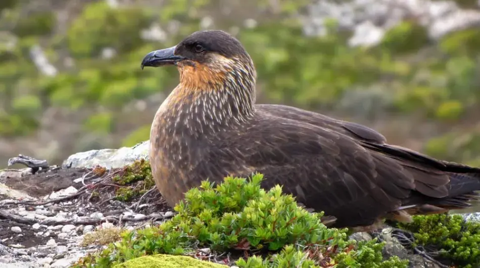 Endemic Chilean Skua nesting in Patagonia