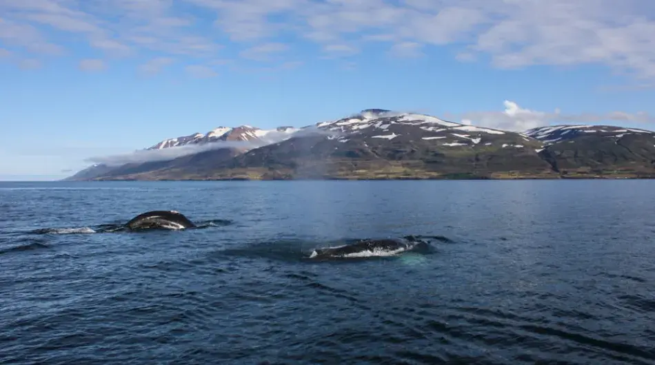 Dalvik-whales_IC_GALLERY_0