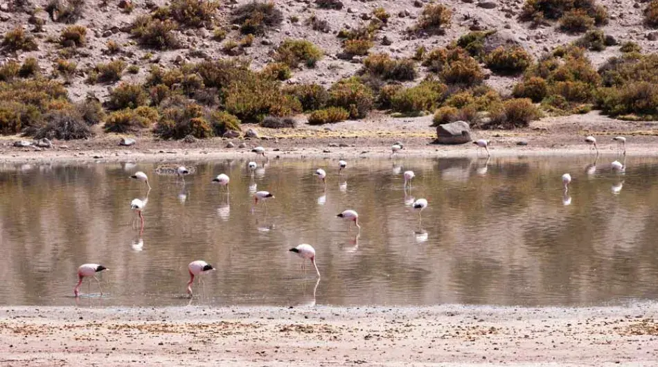 Flock of Chilean Flamingos near Antofagasta, Chile