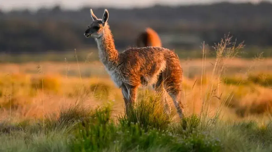 Guanaco in Chilean Patagonia