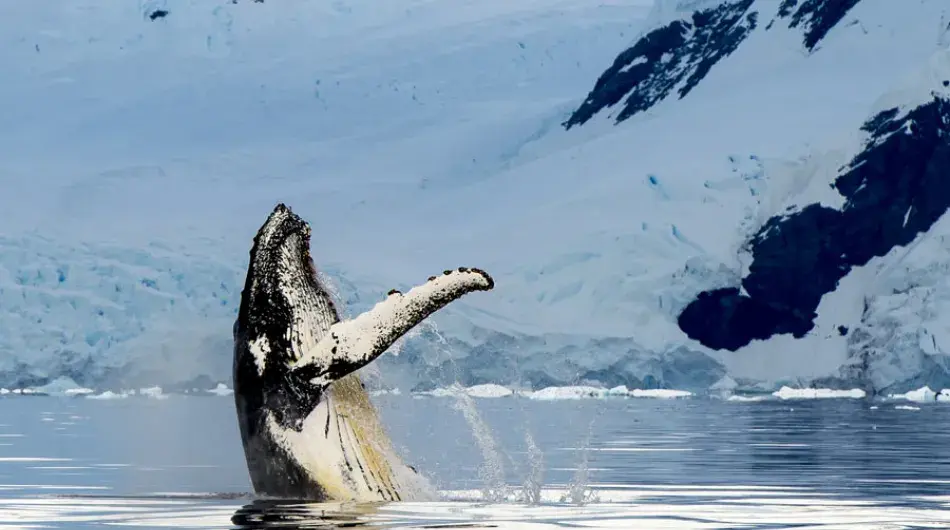 Humpback-Whale-vertical-breach_Antarctica-GALLERY
