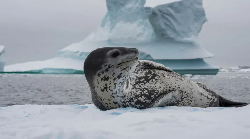 Leopard-seal-on-ice