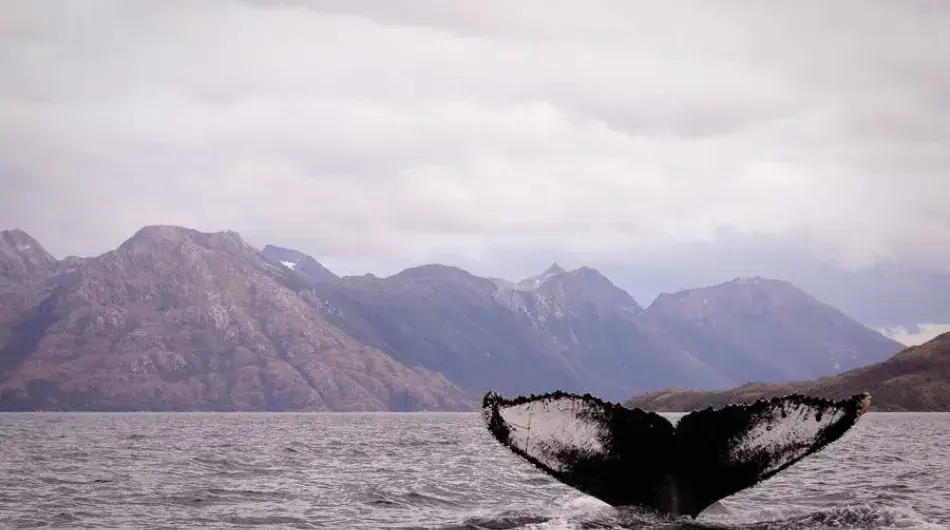 Humpback Whale tail in Strait of Magellan