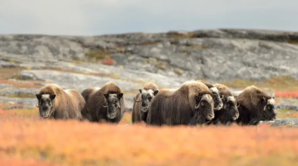 Musk-Ox-herd_NWP_G_CA