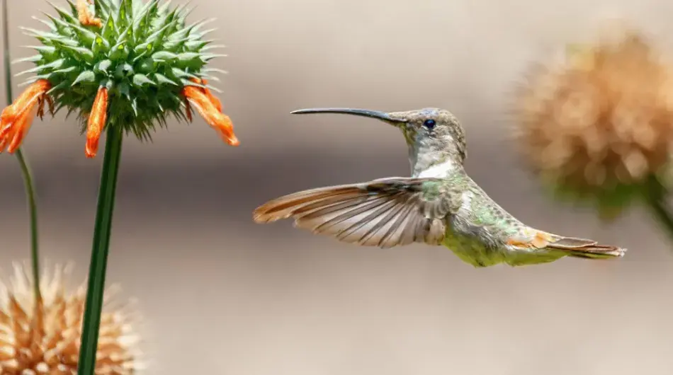 Oasis Hummingbird feeding on flower in flight near Arica, Chile