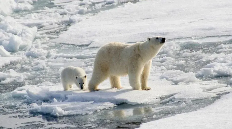 Polar bear on ice