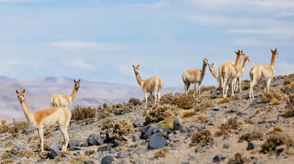 herd of Vicunas in desert hillside near Antofagasta, Chile